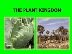 plant_Kingdom