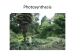 Chapter 7 - Photosynthesis