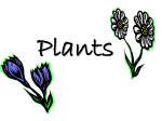 Plants PowerPoint Notes
