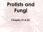 Protists and Fungi