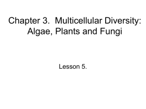Chapter 3. Multicellular Diversity: Algae and Plants - Blyth