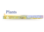 Plants - Primary Resources