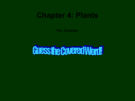 Chapter 4: Plants