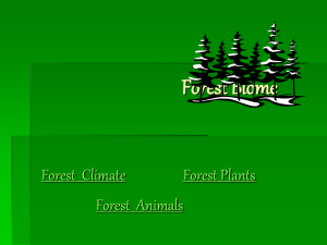 Forest Biome