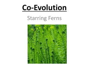 Co-evolution, starring ferns