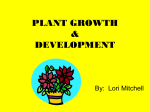 plant growth & development