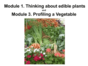 MG Food M1&M3 Vegetable pictures