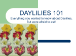 Daylilies 101 - Browns Ferry Gardens