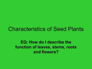 Characteristics of Seed Plants