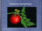 Tomato Plant PPT