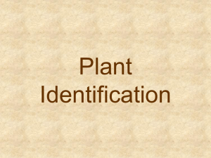 Floriculture Plant ID