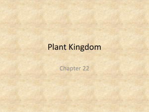 Bio13 Plant Kingdom