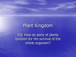 Kingdom Plantae