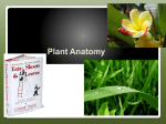 Plant Anatomy