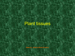 Növényi szövetek