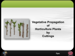 Vegetative Propagation of Horticulture Plants