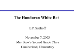 The Honduran White Bat