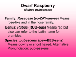 Dwarf Raspberry (Rubus pubescens) Family: Rosaceae (ro