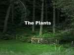 The Plants
