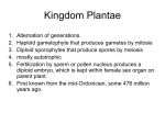 Kingdom Plantae