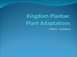 Kingdom Plantae - Fulton County Schools
