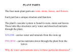 plant parts - Horace Mann Webmail