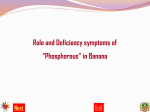 Role and Deficiency symptoms of “Phosphorous” in Banana