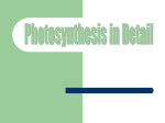 Photosynthesis in Detail