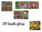 Fynbos presentation Grade 11