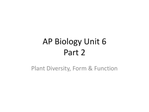 vascular seed plants