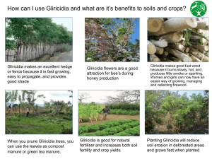 How to plant and look after Gliricidia