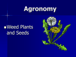A weed is a