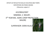 EFFECTS OF REFLECTIVE MULCH ON APHID AND THRIPS