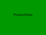 Photosynthesis Review