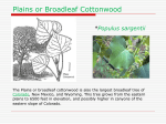 Plains or Broadleaf Cottonwood