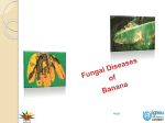 Fungal Diseases of Banana