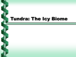 Tundra and Taiga Biome