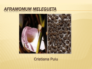 Aframomum malegueta - Cal State LA