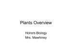 Plants Overview