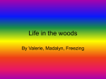 Life in the woods