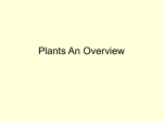 Plants An Overview
