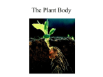 Plant form and function, Powerpoint for March 27.
