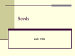 Seeds Lab 13G