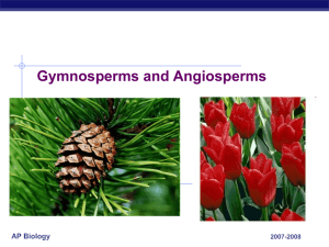 gymo and angio plants 2
