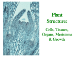 CB098-008.38_Plant_Structure_A