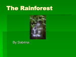 The Rainforest Sabrina web version
