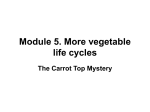 Vegetables Carrots