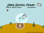Seed, Sprout, Flower