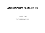 ANGIOSPERM FAMILIES 03