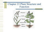 23 Plant Structure and Function teacher ppt